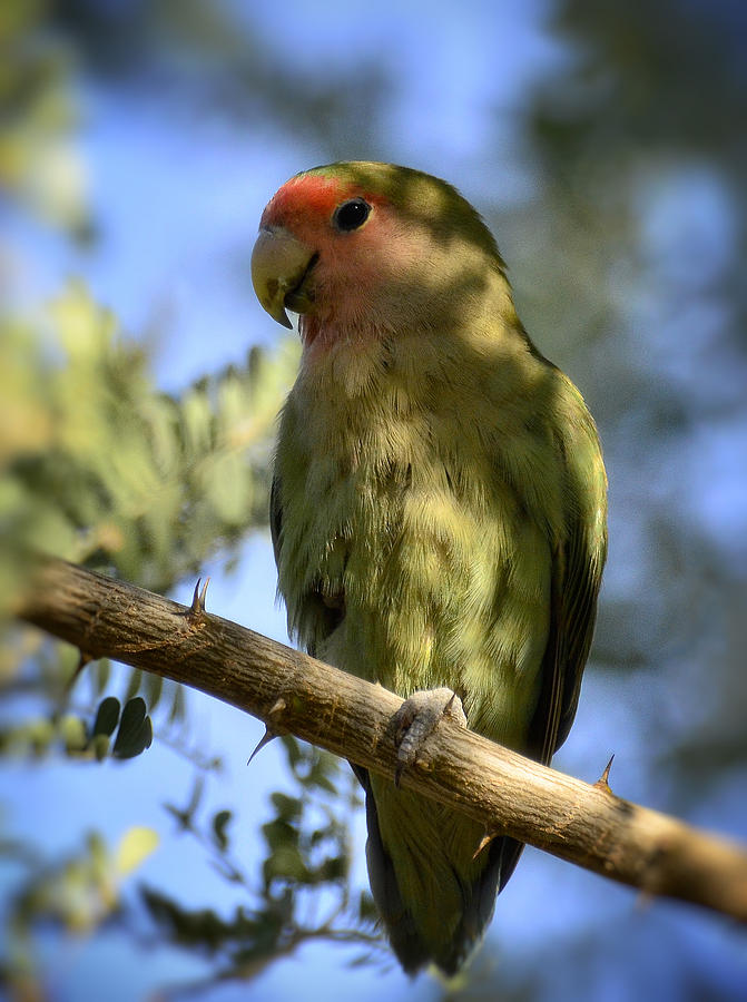 Lovebird Photograph - Pretty Bird by Saija Lehtonen