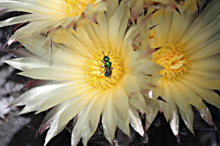 Pretty Cactus Bloom with Bee Photograph by Jo Sheehan
