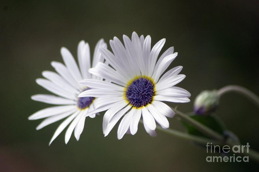 Pretty Daisies Photograph by Living Color Photography Lorraine Lynch