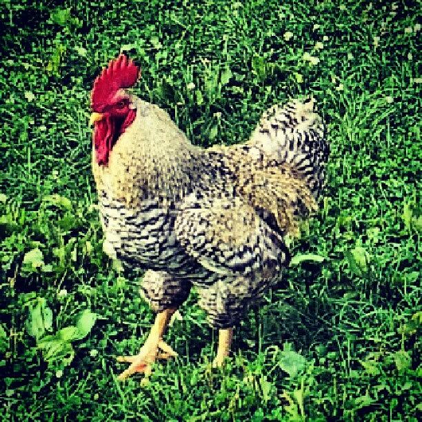 Rooster Photograph - Pretty Damn Good #rooster Shot by Radiofreebronx Rox
