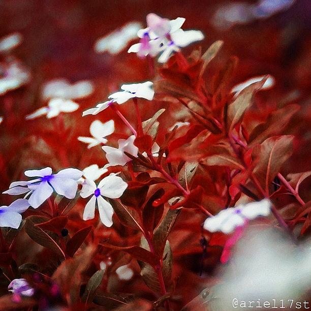 Flower Photograph - Pretty #flowers 🌼 by Ariel Tran