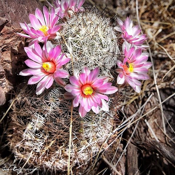Pretty Flowers Growing On A Cactus At Photograph by Jane Emily