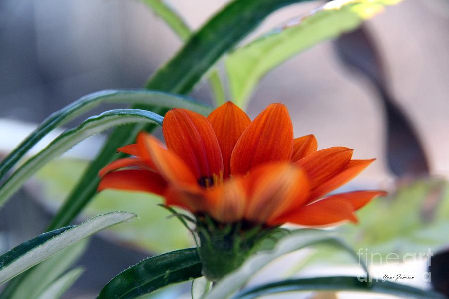 Pretty in Orange Photograph by Yumi Johnson