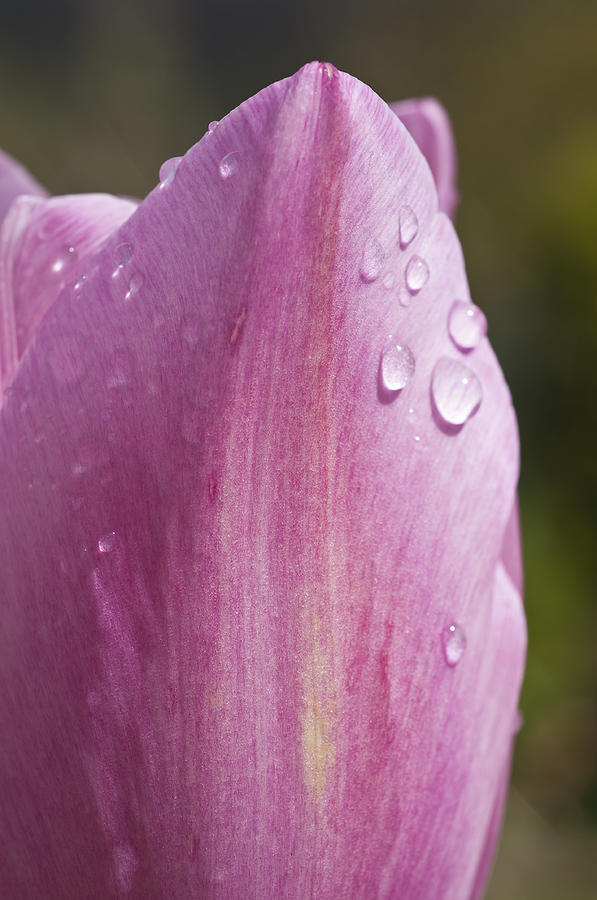 Tulip Photograph - Pretty in Pink 4 by Steve Purnell