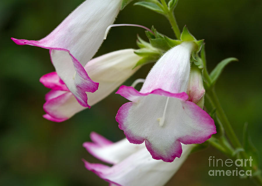 Pretty in pink and white Photograph by Louise Heusinkveld