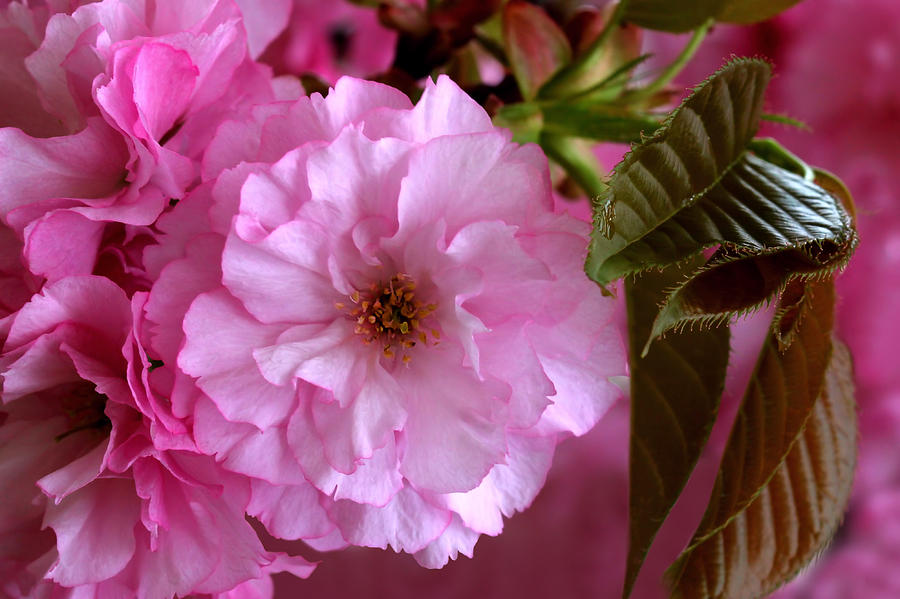 Pretty In Pink Blossom Photograph by Tracie Schiebel