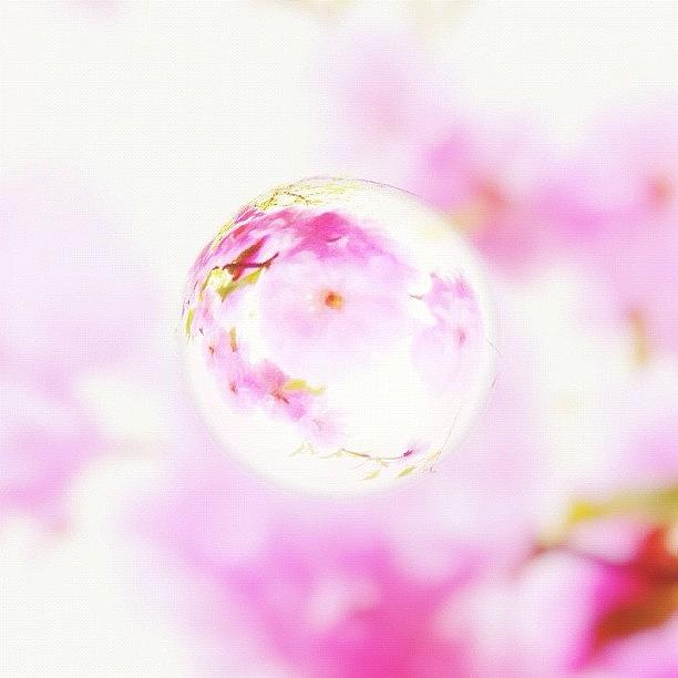 Flower Photograph - Pretty In Pink by Jessica Mutimer