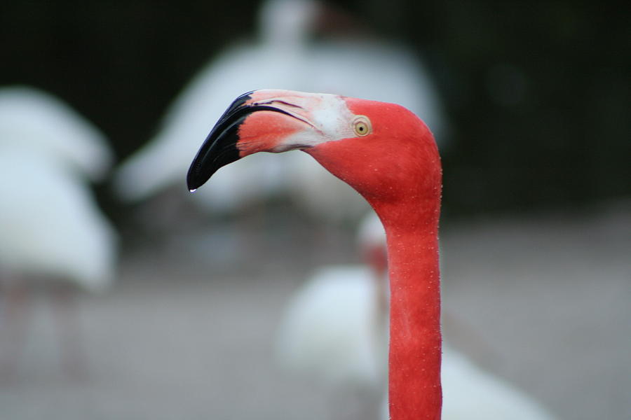 Flamingo Photograph - Pretty in Pink by John Gans