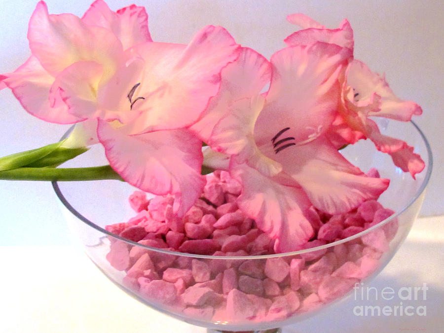 Pink Flower Photograph - Pretty in Pink by Kathie McCurdy