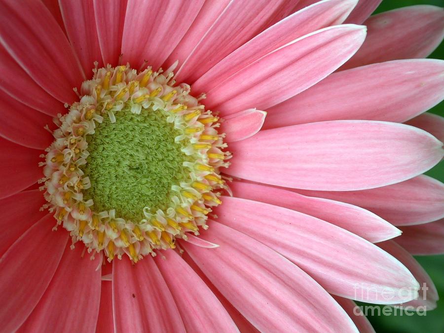 Floral Photograph - Pretty In Pink by Living Color Photography Lorraine Lynch