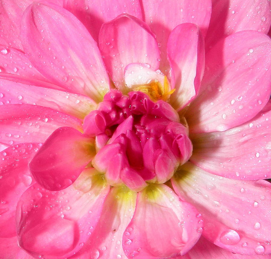 Pretty In Pink Photograph by Kim Galluzzo