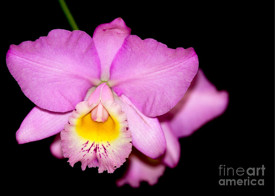 Pretty in Pink Orchid Photograph by Sabrina L Ryan