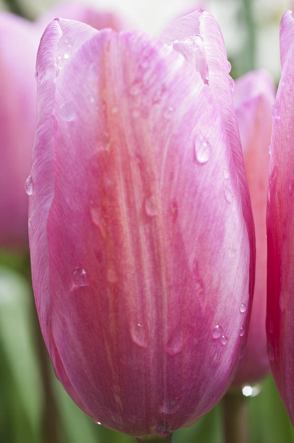 Tulip Photograph - Pretty in Pink by Steve Purnell