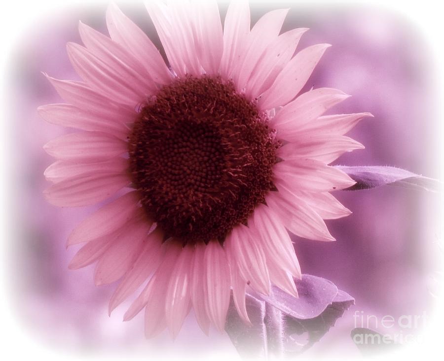 Sunflower Photograph - Pretty In Pink by Trish Clark