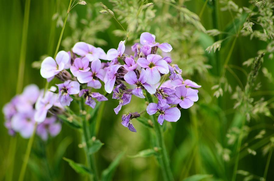 Pretty in Purple Photograph by Jason King - Fine Art America