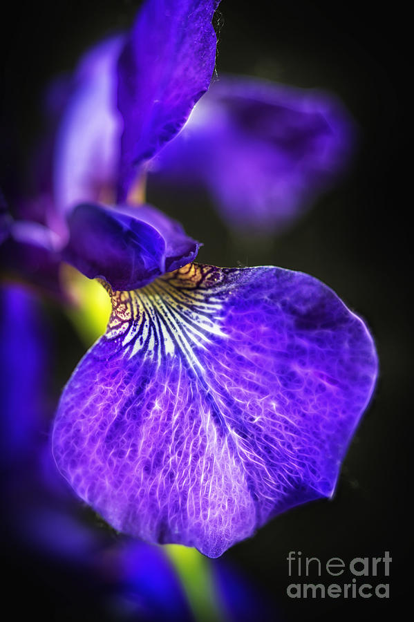 Pretty in Purple Photograph by Sandra Bronstein