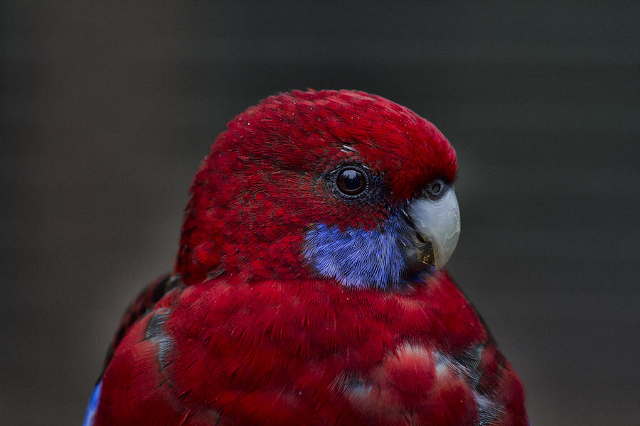 Pretty in Red and Blue Photograph by Douglas Barnard