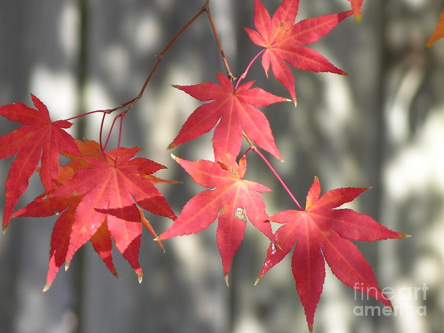 Pretty Japanese Maples Photograph by Yumi Johnson