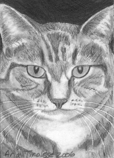 Pretty Kitty - ACEO Drawing by Ana Tirolese