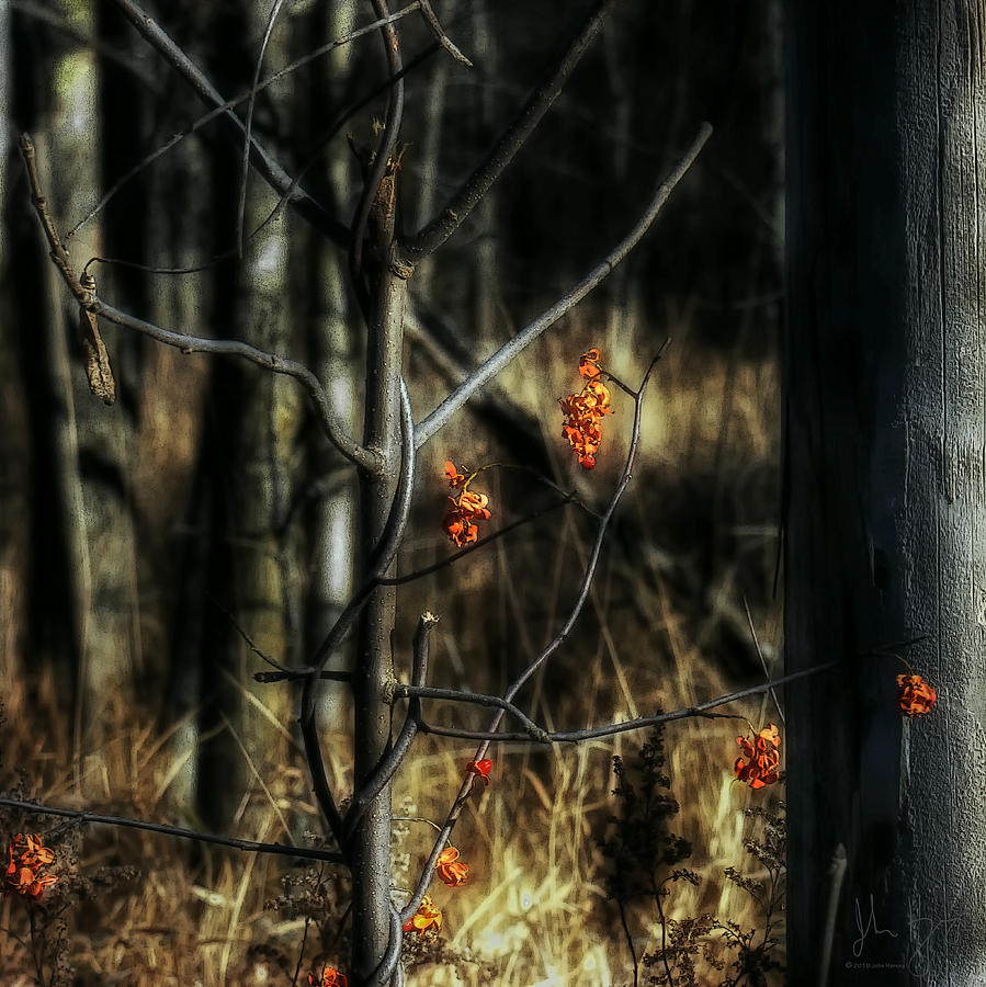 Nature Photograph - Pretty Little Red Things by John Herzog