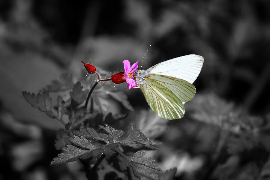 Pretty Margined White Butterfly Photograph by Tracie Schiebel