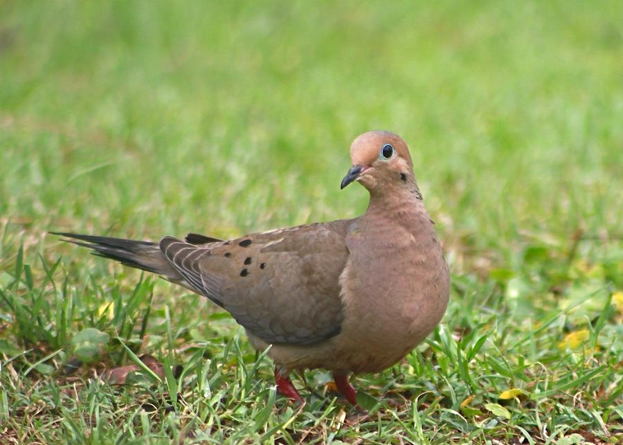 Pretty Mourning Dove Photograph by Jeanne Juhos
