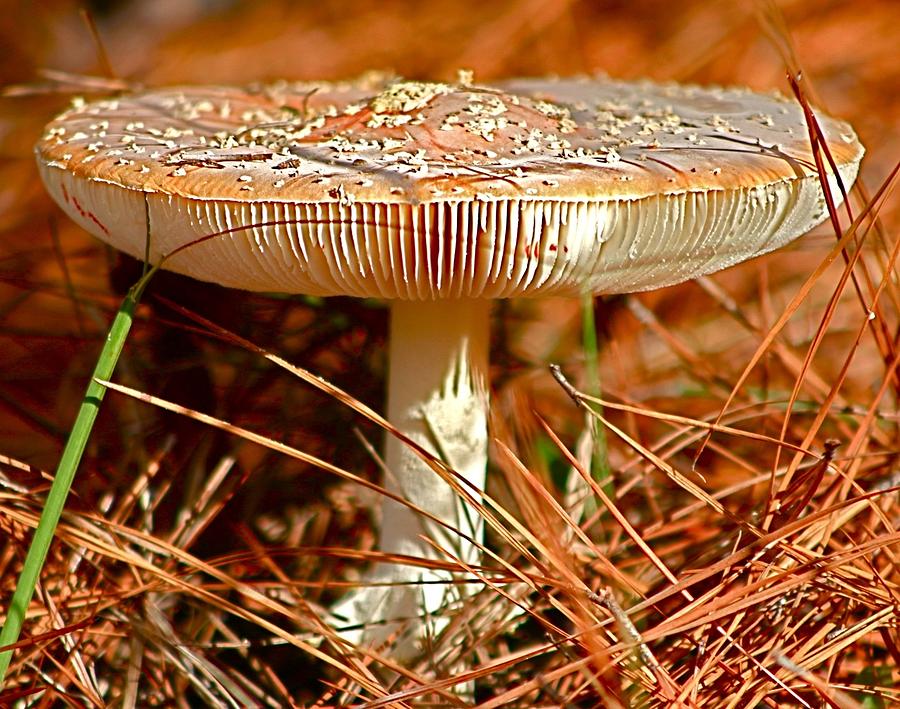 Pretty Mushroom in Woods Photograph by Jeanne Juhos