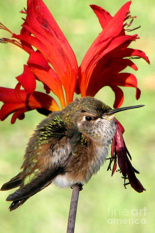 Hummingbird Photograph - Pretty on red by Frank Townsley