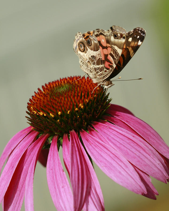 Pretty Painted Lady Butterfly On Conflower Photograph by Kathy Clark