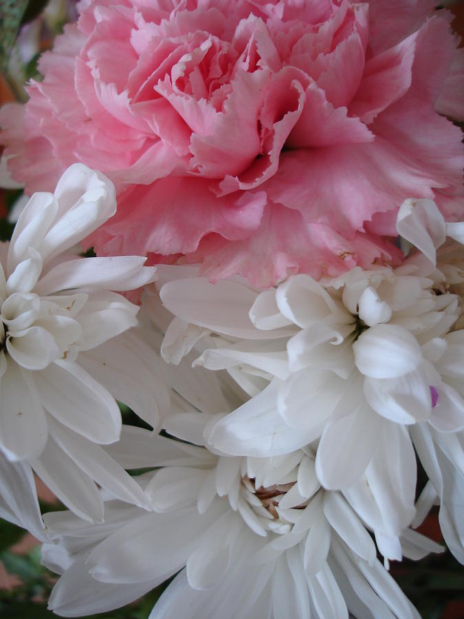 Flower Photograph - Pretty Pastel Petals by Yvonne Scott