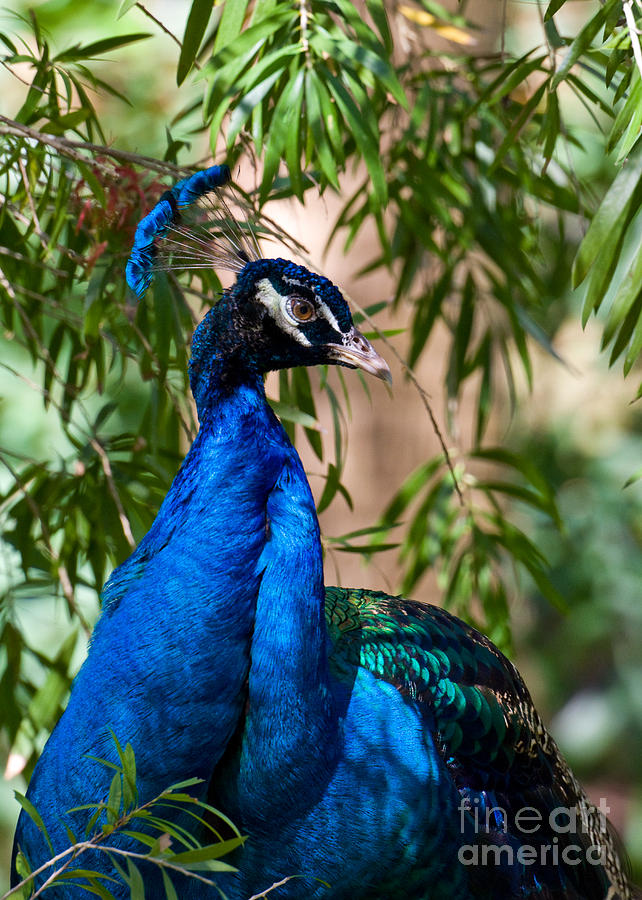 Pretty Peacock Photograph by Sabrina L Ryan