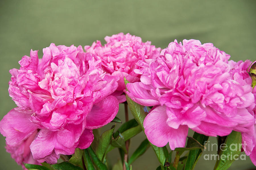 Pretty Peonies Photograph by Bob and Nancy Kendrick