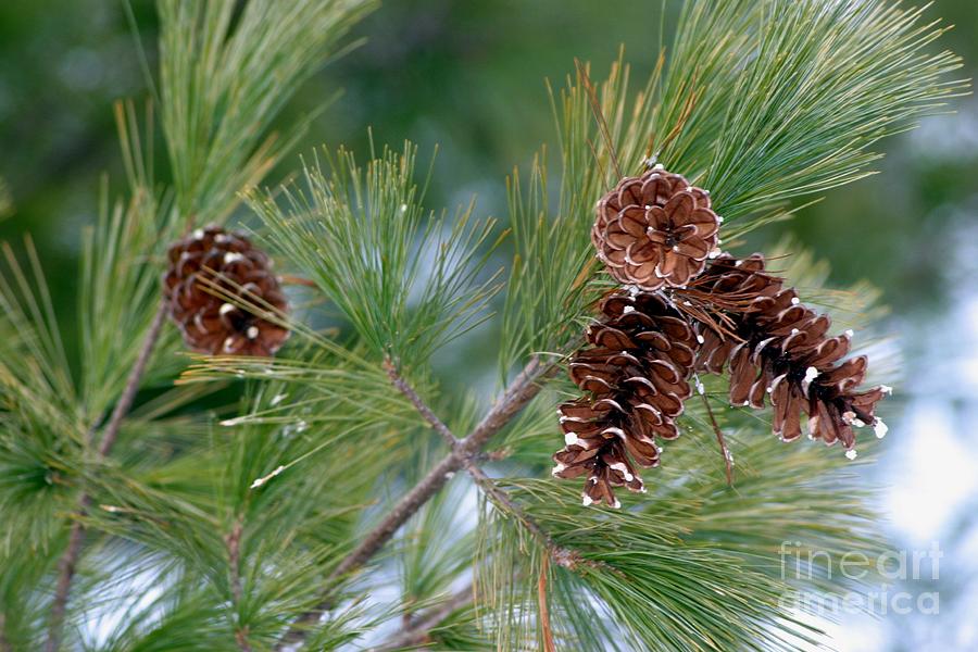 Tree Photograph - Pretty Pinecones by Living Color Photography Lorraine Lynch