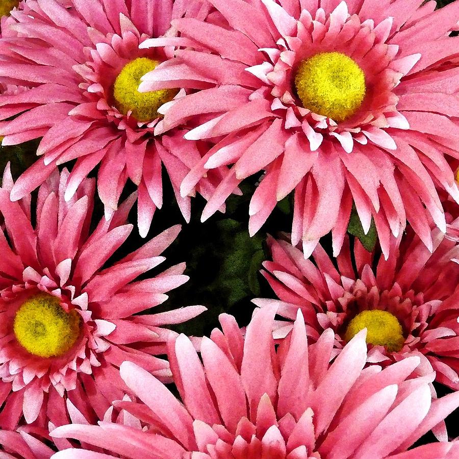 Flowers Still Life Photograph - Pretty Pink Faces by Florene Welebny