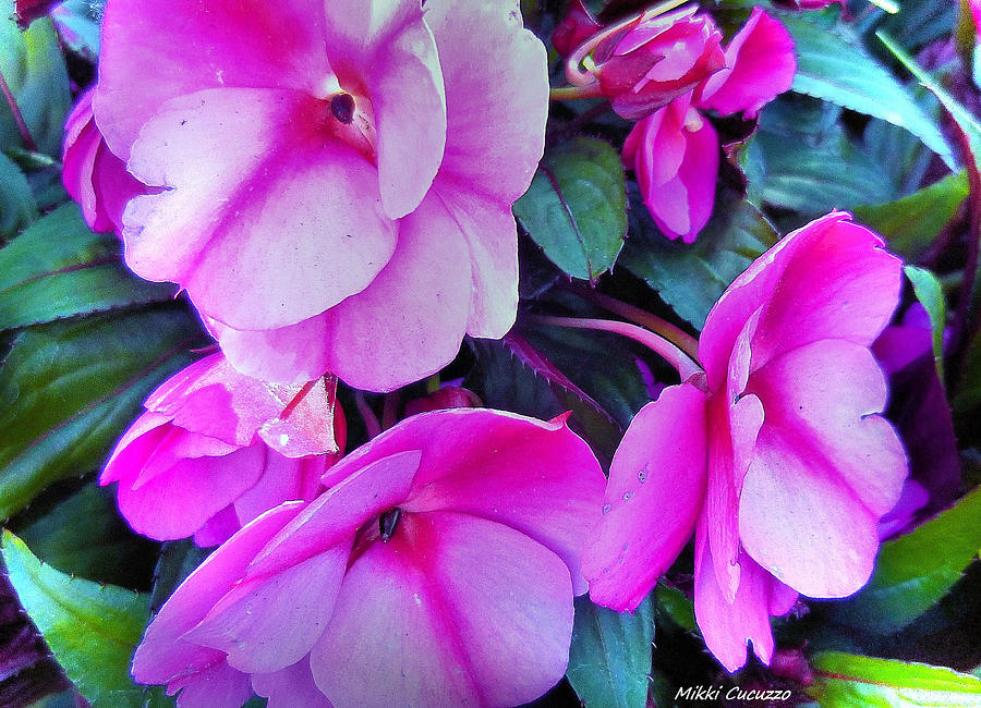 Pretty Pink Flowers Photograph by Mikki Cucuzzo
