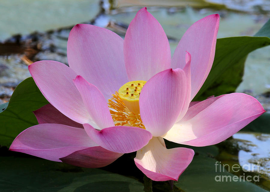 Pretty Pink Lotus Photograph by Sabrina L Ryan