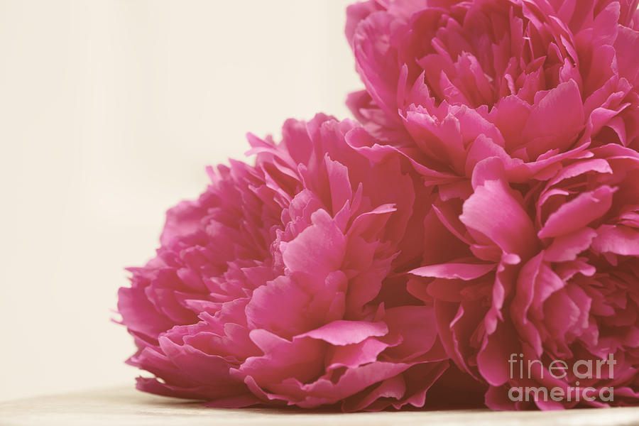 Pretty Pink Peonies Photograph by Kim Fearheiley