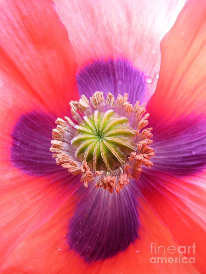 Pretty Pink Poppy Photograph by Sarah Burrin - Pixels