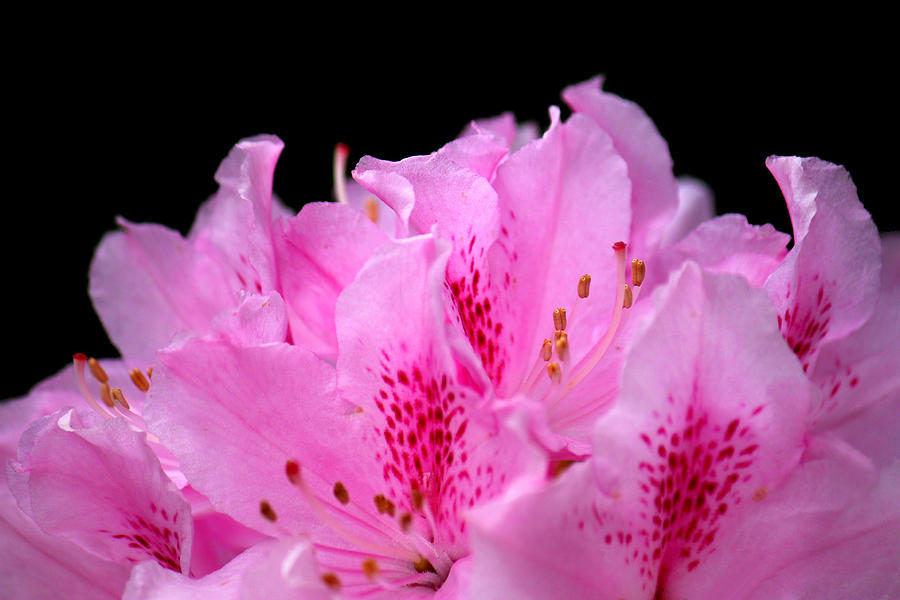 Pretty Pink Rhododendron Blossoms Photograph by Tracie Schiebel