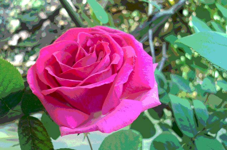 Pretty Pink Rose and Setting Photograph by Padre Art