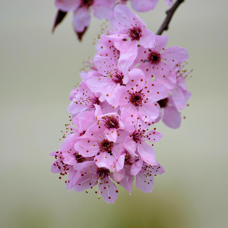 Pretty Pink Spring Floral Photograph by P S - Fine Art America