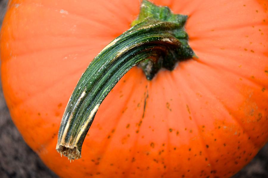 Pretty Pumpkin Photograph by Catherine Murton