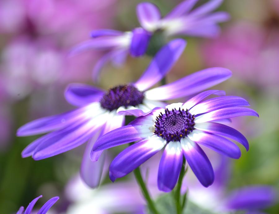 lovely purple flowers