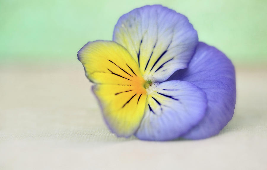Pretty Purple And Yellow Pansy Photograph