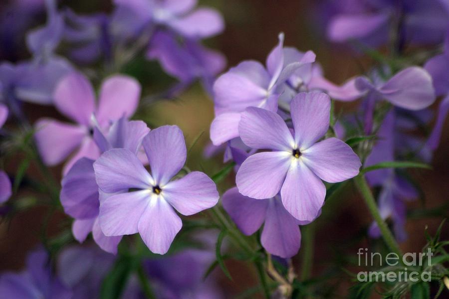 Flower Photograph - Pretty Purple Phlox by Living Color Photography Lorraine Lynch
