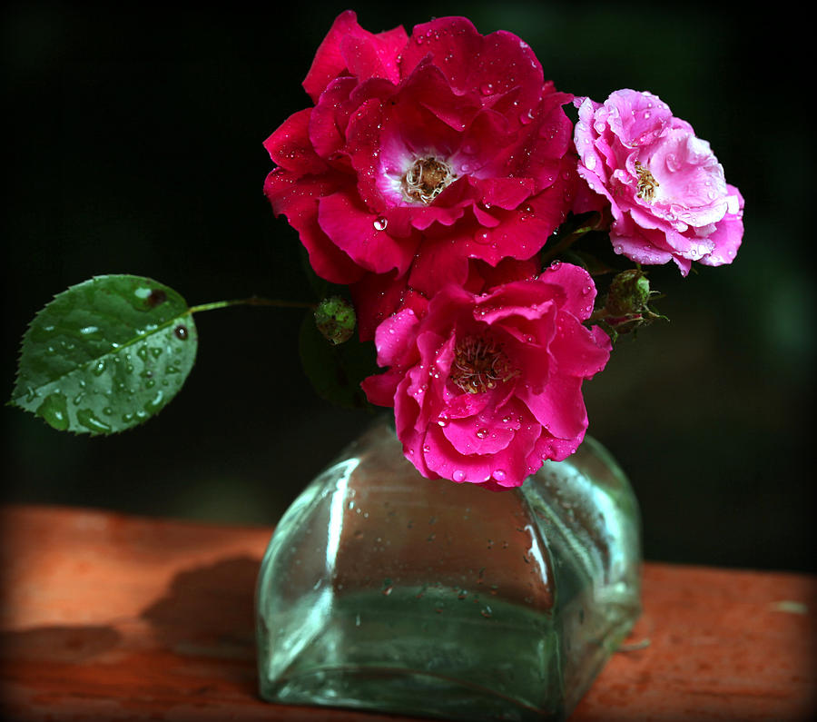 Pretty Red and Pink Flowers Photograph by Sheila Kay McIntyre