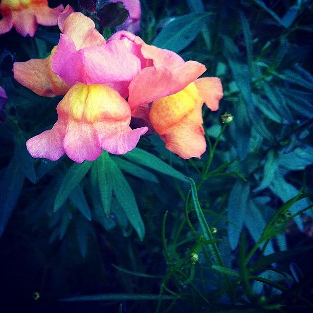Wildlife Photograph - Pretty Snap Dragons  by Abigayle Costis