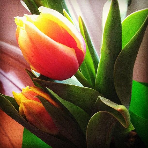 Nature Photograph - Pretty Tulips From My Loving Sister by Abigayle Costis