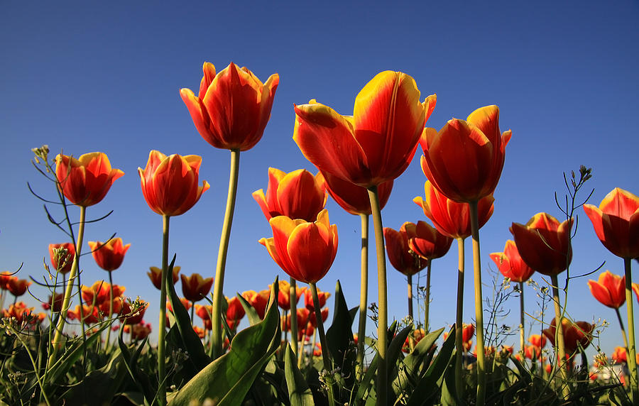 Pretty Tulips Photograph by Steve McKinzie