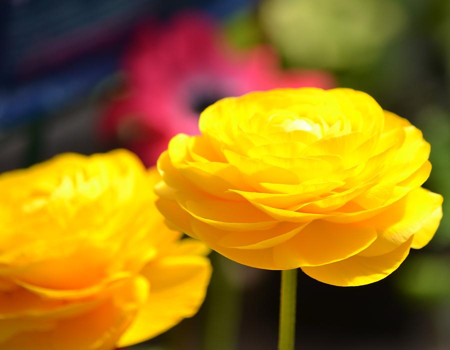Download Pretty Yellow Spring Flowers Photograph by P S